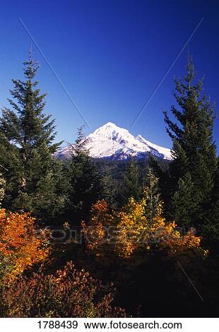 Mount Hood in Autumn View Large Photo Image Stock Photo - Mount Hood in Autumn. Fotosearch