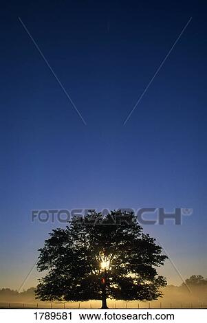 Oak tree with starburst coming through View Large Photo Image Stock Image - Oak tree with starburst coming through. Fotosearch