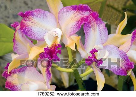 Stock Image - Oncidium orchids. Fotosearch