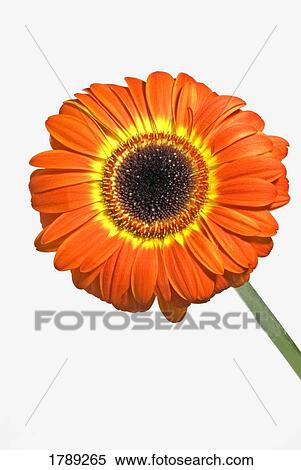 Orange Gerbera daisy View Large Photo Image Stock Photography - Orange Gerbera daisy. Fotosearch