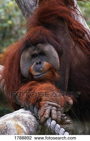 Orangutan View Large Photo Image Stock Image - Orangutan. Fotosearch
