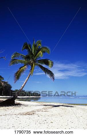 Palm tree on a beach  View Large Photo Image Stock Photography - Palm tree on a beach . Fotosearch