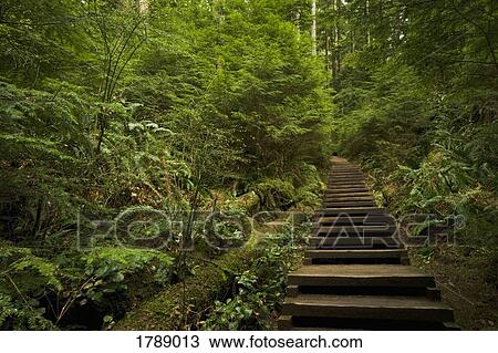 Stock Image - Path through forest. Fotosearch