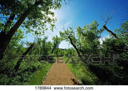 Pathway and trees View Large Photo Image Picture - Pathway and trees. Fotosearch