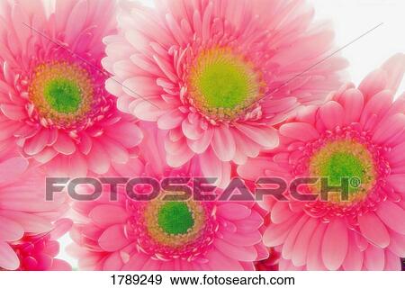 Pink Gerbera daisies View Large Photo Image Stock Photo - Pink Gerbera daisies. Fotosearch
