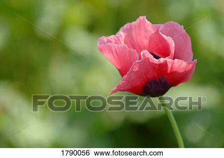 Stock Photograph - Pink poppy. Fotosearch