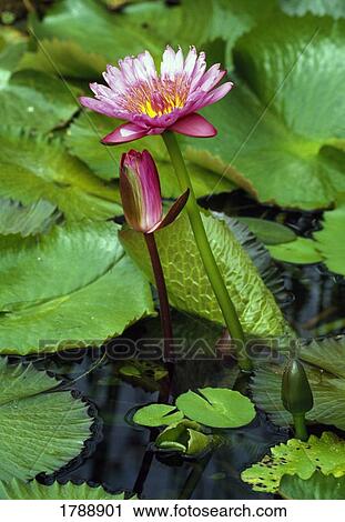 Stock Image - Pink Water Lilies. Fotosearch