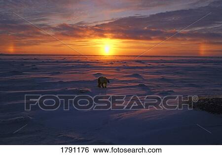 Polar bear in Arctic sunset View Large Photo Image Stock Photograph - Polar bear in Arctic sunset. Fotosearch