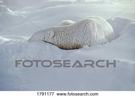 Stock Photo - Polar bear sleeping in snow. Fotosearch