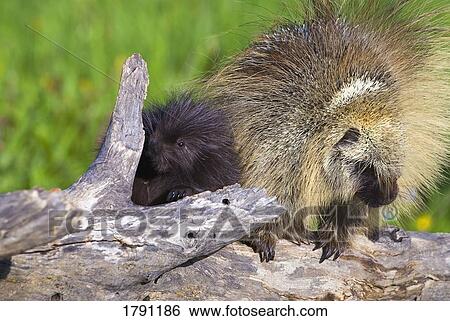 Stock Photograph - Porcupine baby and mother. Fotosearch