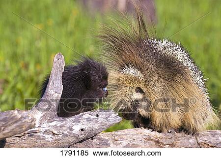 Porcupine baby and mother View Large Photo Image Stock Photography - Porcupine baby and mother. Fotosearch