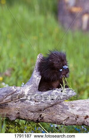 Porcupine baby eating flower View Large Photo Image Stock Photo - Porcupine baby eating flower. Fotosearch