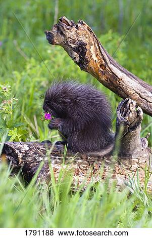 Porcupine baby eating flower View Large Photo Image Stock Photo - Porcupine baby eating flower. Fotosearch