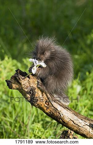 Porcupine baby eating flower View Large Photo Image Stock Photo - Porcupine baby eating flower. Fotosearch