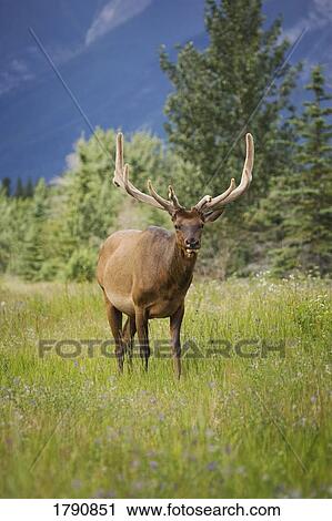 Stock Image - Portrait of a wild animal. Fotosearch