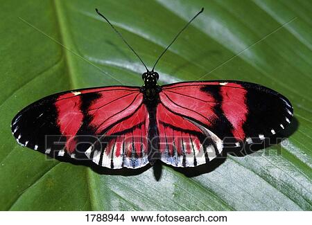 Postman Butterfly View Large Photo Image Picture - Postman Butterfly. Fotosearch