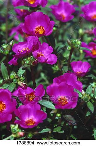 Purple flowers View Large Photo Image Picture - Purple flowers. Fotosearch