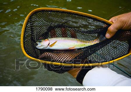 Rainbow trout caught in net View Large Photo Image Stock Photo - Rainbow trout caught in net. Fotosearch