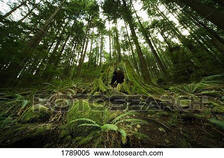 Stock Photography - Rainforest. Fotosearch