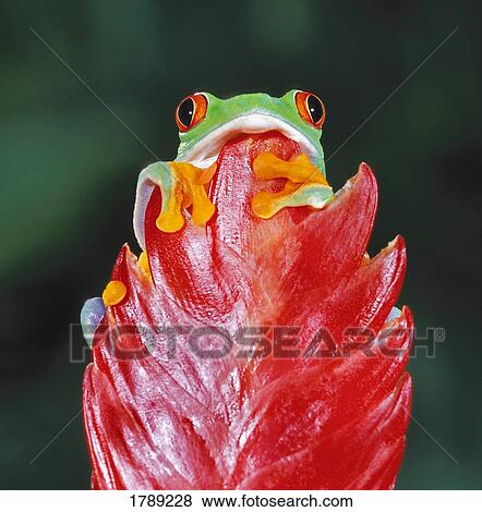 Red-Eyed Tree Frog on Leaf View Large Photo Image Stock Photo - Red-Eyed Tree Frog on Leaf. Fotosearch