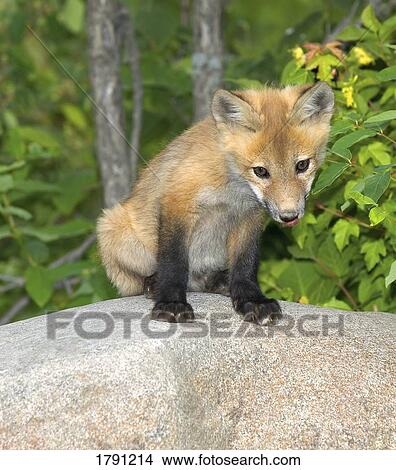 Picture - Red fox cub on rock. Fotosearch