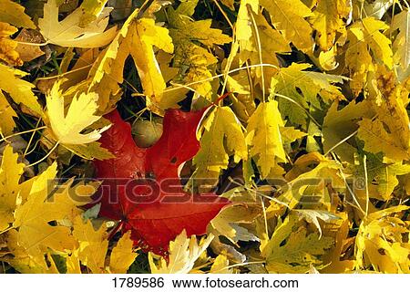 Red leaf among yellow ones View Large Photo Image Stock Photograph - Red leaf among yellow ones. Fotosearch