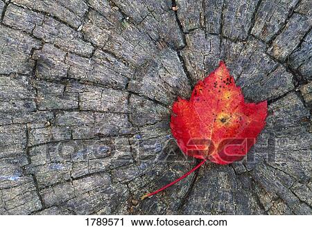 Stock Image - Red leaf on stump. Fotosearch