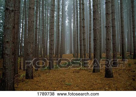 Red pine forest View Large Photo Image Stock Photo - Red pine forest. Fotosearch