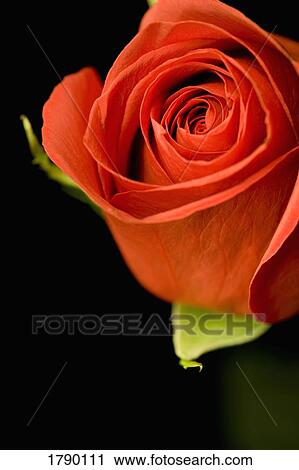 Red rose petals View Large Photo Image Stock Image - Red rose petals. Fotosearch