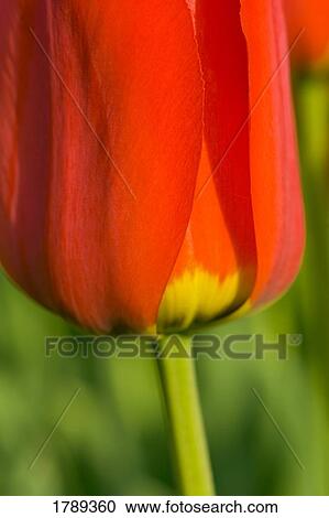 Red Tulip View Large Photo Image Stock Image - Red Tulip. Fotosearch