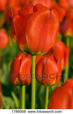 Red Tulips View Large Photo Image Stock Photo - Red Tulips. Fotosearch