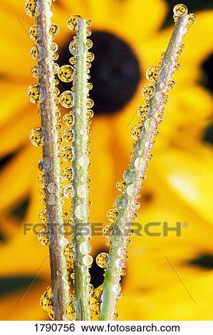Stock Photograph - Reflection in dew drops. Fotosearch