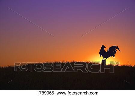 Stock Photography - Rooster on Fencepost. Fotosearch