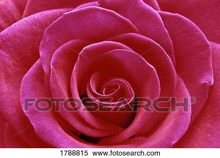 Rose blossom View Large Photo Image Stock Photography - Rose blossom. Fotosearch