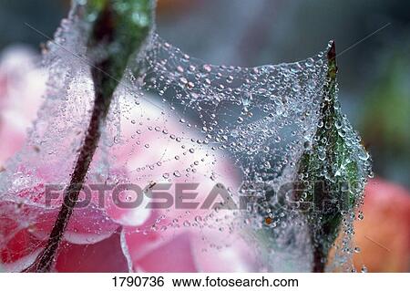 Rose flower blossom and buds under dew-covered spider-web View Large Photo Image Stock Photograph - Rose flower blossom and buds under dew-covered spider-web. Fotosearch