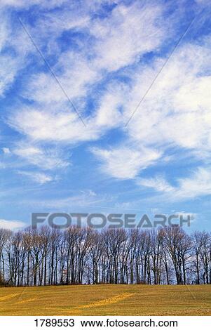 Row of trees with clouds View Large Photo Image Stock Image - Row of trees with clouds. Fotosearch
