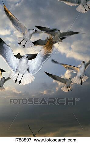 Seagulls in flight View Large Photo Image Stock Photo - Seagulls in flight. Fotosearch