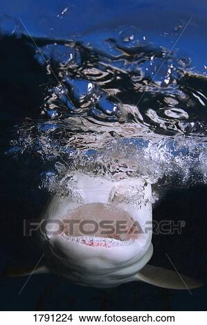 Picture - Shark jaws and teeth. Fotosearch