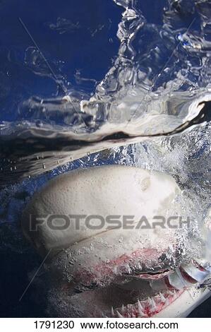 Shark Jaws and Teeth View Large Photo Image Stock Image - Shark Jaws and Teeth. Fotosearch