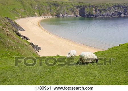 Stock Image - Sheep grazing near cove, Northern Ireland. Fotosearch