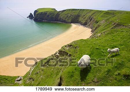 Sheep grazing on a scenic pasture View Large Photo Image Stock Photo - Sheep grazing on a scenic pasture. Fotosearch