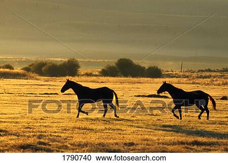 Stock Image - Silhouetted horses running. Fotosearch