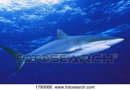 Silky Shark View Large Photo Image Stock Photograph - Silky Shark. Fotosearch