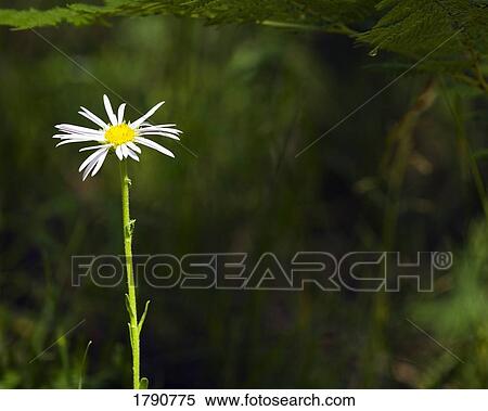 Stock Photography - Single daisy sits alone. Fotosearch