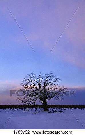 Stock Image - Single oak tree at dusk. Fotosearch