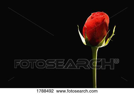 Stock Image - Single red rose. Fotosearch