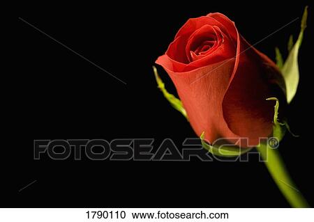 Single red rose View Large Photo Image Stock Image - Single red rose. Fotosearch