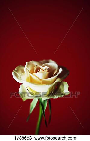 Stock Image - Single white rose. Fotosearch