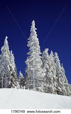 Snow-covered pine trees View Large Photo Image Stock Photo - Snow-covered pine trees. Fotosearch
