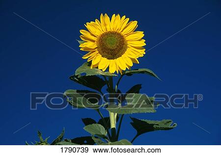 Stock Photo - Solitary sunflower against blue sky. Fotosearch